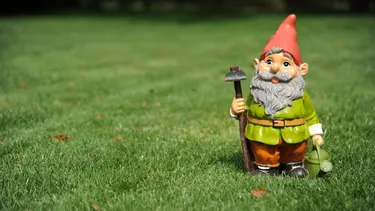 Gnome Photographed on grass in garden.