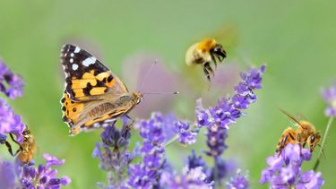 Schmetterlinge und Bienen auf Blumenwiese