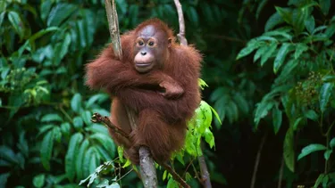 Junger Orang Utan