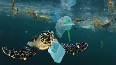 Turtle and plastic waste in the ocean