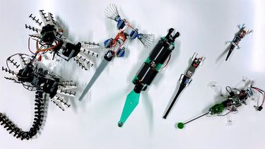 The properties of many animals can serve as a model for small robots.