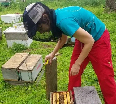 Kirsten Traynor wears beekeeping equipment and works on a beehive