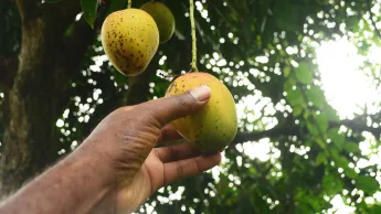 Picking a fresh mango from the tree