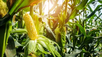 Corn cob with green leaves growth in the field of outdoor agriculture