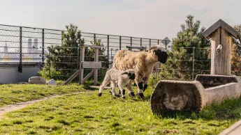 Sheep on the roof of WERK3 and the Frauenkirche in Munich in the background