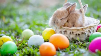 Kleine Hasen schlafend in einem Korb und bunte Ostereier auf einer Wiese