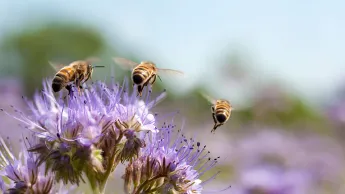 Bienen bestäuben eine Blume