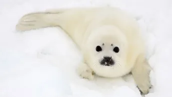 Eine kleine weiße Robbe im Schnee.