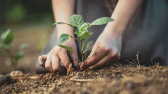 Hands plant a young seedling in fertile soil