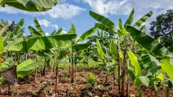 Banana plantation