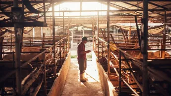 Asiatischer Bauer auf einer Rinderfarm an einem sonnigen Morgen 