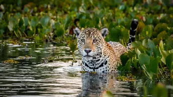 Nahaufnahme eines jungen Jaguars, der im flachen Wasser in Pantanal Wetlands steht 