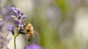 Biene sitzt auf einer Lavendelblüte und trinkt Nektar