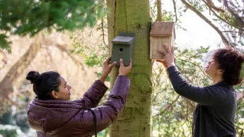 Volunteers hang up birdhouses