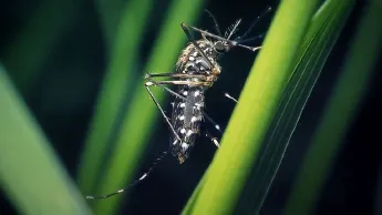 A mosquito is sitting on a green leaf.