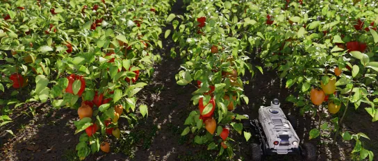 Agricultural robot surveilling a pepper field