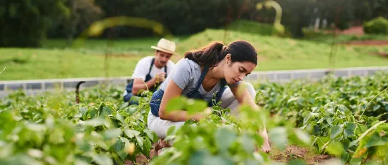 Eine Frau und ein Mann arbeiten auf einem Feld in Südamerika