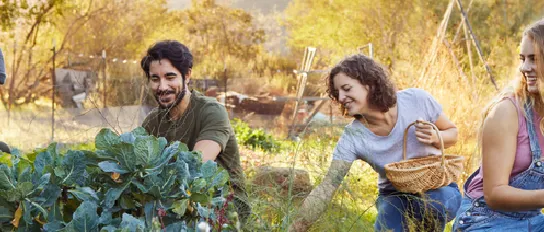 A group of people is working in a garden.